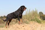 ROTTWEILER 128